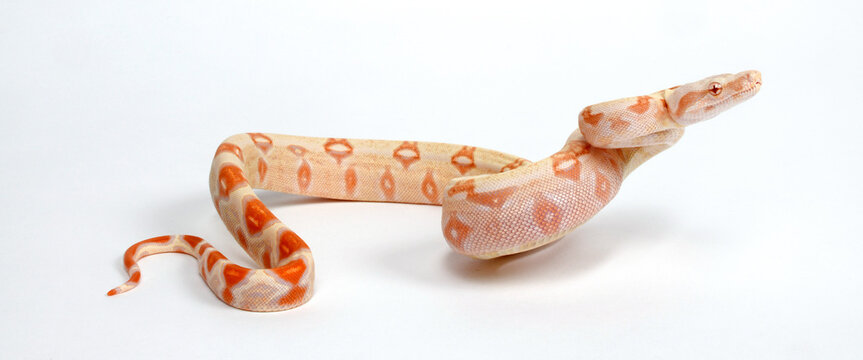 Red-tailed boa // Abgottschlange (Boa constrictor) - Albino
