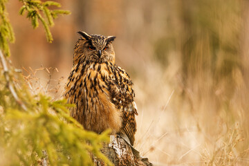 male Eurasian eagle-owl (Bubo bubo) sitting hidden behind a spruce branch