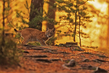 male Eurasian lynx (Lynx lynx) the cub was frightened and crouched with the light in the background