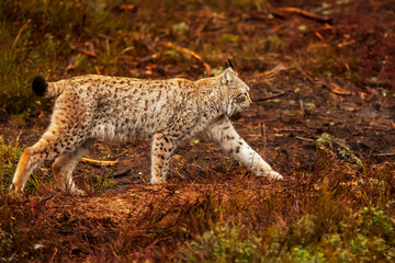 adult male Eurasian lynx (Lynx lynx) going through the orange heather