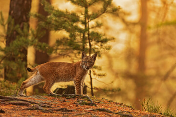 male Eurasian lynx (Lynx lynx) the cub looks around in the pine forest in the opposite light