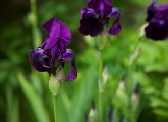 Purple iris flower in garden. Nature  background. Calamus. Soft focus with bokeh.Spring concept