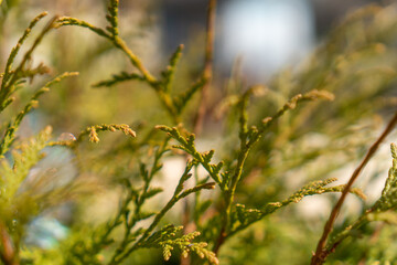 grass and plants
