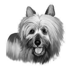 Australian Silky Terrier dog breed digital art illustration isolated on white. Small breed of terrier dog type. developed in Australia. Australian and Yorkshire Terrier long hair dog with