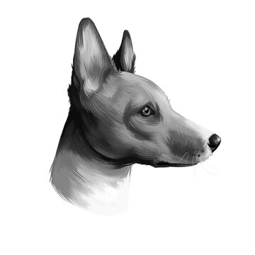 Basenji breed of hunting dog digital art illustration isolated on white. Profile portrait of ancient basal breed Basenji, cute  hair dog clipart, pedigree dog breed, smart puppy for web print.