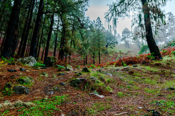 landscape, pine forest of the Canary Islands with humid weather mist rain all green from the recent rains as well as beautiful colors from the fallen leaves and the mosgu that grows on the stones shin