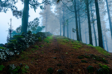Plakat landscape, pine forest of the Canary Islands with humid weather mist rain all green from the recent rains as well as beautiful colors from the fallen leaves and the mosgu that grows on the stones shin