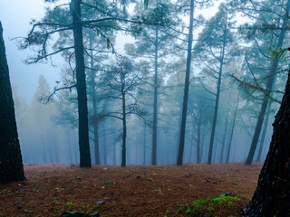 landscape, pine forest of the Canary Islands with humid weather mist rain all green from the recent...