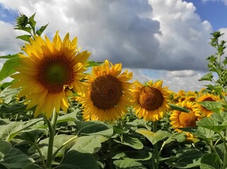big sunflowers stand with their heads to the sun