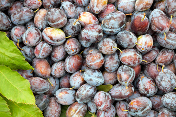 Ripe and Fresh Pile Of Red Plums in Food Bazaar