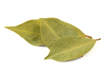 laurel leaf isolated on white background