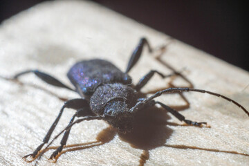 macro beetle