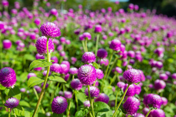 Closeup Gomphrena Globosa flowers in the field in  morning
