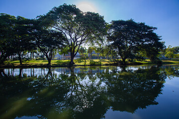 The big trees stretched along the banks of the water with beautiful reflections in morning