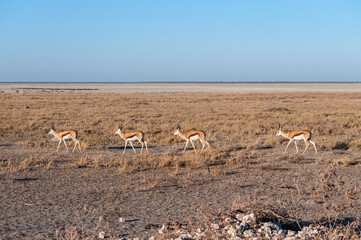 A group of Impalas - Aepyceros melampus- walking along a path in the plains of Etosha National Park, Namibia.