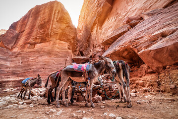 transport donkeys in red desert
