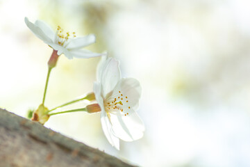 光に透ける桜の花