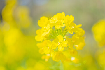 満開の菜の花