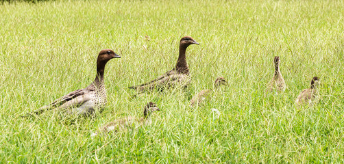 wild duck with baby duck