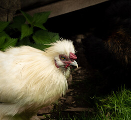 beautiful silk chicken in the grass