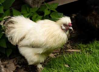beautiful silk chicken in the grass