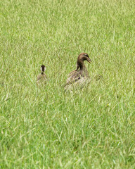 wild duck with baby duck