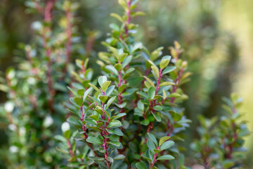 Texture, background of a green, flowering boxwood bush with round leaves close-up. Garden plant Buxus