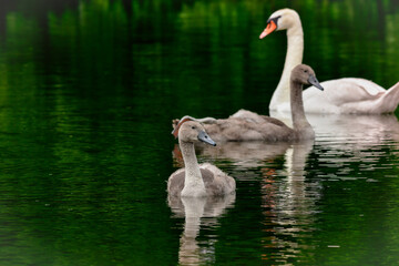 Obraz premium fluffy grey young swans swimming