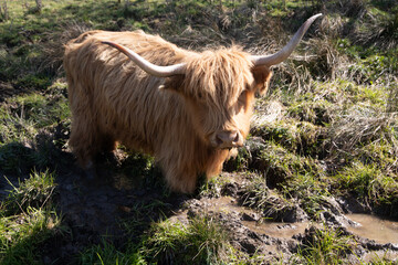 Yaks im Matsch