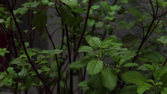 Close up shot of Basil plant. Beautiful green Basil leaves camera moves  down to up. Ayurveda herb plant