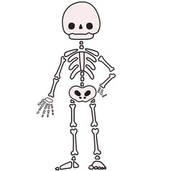 Human skeleton vector illustration in line filled design