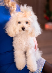 puppy of an Italian lapdog with a bow on his hands in close-up. A gift for a holiday