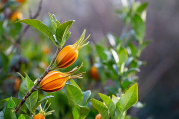 Fruits of cape jasmine on the tree Orange fruits on green branches of gardenia jasmine selective...
