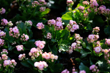 Beautiful Background of blooming colorful flower in the garden.