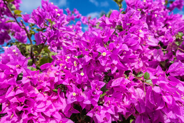 Purple Jacaranda tree on Tenerife island