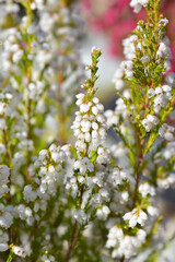 White bell heather