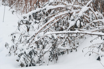 Dry grass under snow. Winter background with dry wild flower.