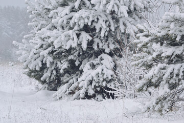 A picturesque image of fir trees covered with a snow blanket. Frosty day, calm natural winter scene on New Years and Christmas Eve.