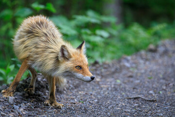 【北海道】キタキツネ