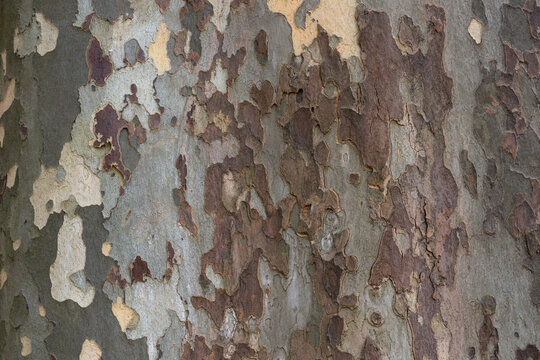 Sycamore Platanus bark, Platanaceae deciduous tree, pattern is similar to a military tuniform