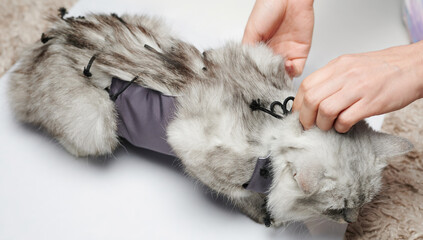 Doctor hands fixing bandage on cat