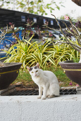 a white cat in the garden