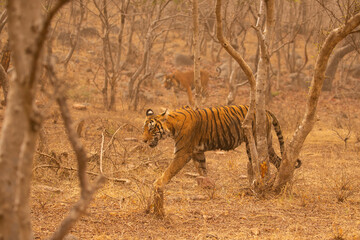 Tiger in the nature habitat. Tiger male walking head on composition. Wildlife scene with danger animal. Hot summer in Rajasthan, India. Dry trees with beautiful indian tiger, Panthera tigris