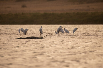 Indian gavial in the nature habitat, chambal river sanctuary, Gavialis gangeticus, very endangered...