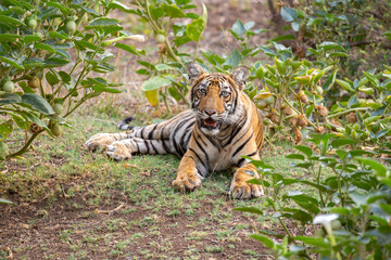 Tiger in the nature habitat. Tiger male walking head on composition. Wildlife scene with danger animal. Hot summer in Rajasthan, India. Dry trees with beautiful indian tiger, Panthera tigris