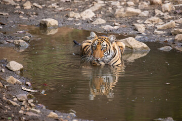 Tiger in the nature habitat. Tiger male walking head on composition. Wildlife scene with danger animal. Hot summer in Rajasthan, India. Dry trees with beautiful indian tiger, Panthera tigris