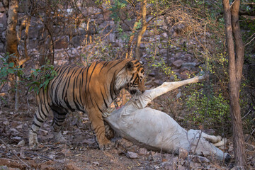 Tiger in the nature habitat. Tiger male walking head on composition. Wildlife scene with danger animal. Hot summer in Rajasthan, India. Dry trees with beautiful indian tiger, Panthera tigris
