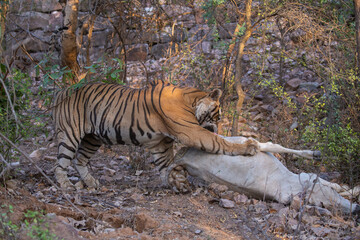 Naklejka na ściany i meble Tiger in the nature habitat. Tiger male walking head on composition. Wildlife scene with danger animal. Hot summer in Rajasthan, India. Dry trees with beautiful indian tiger, Panthera tigris