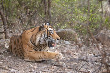 Tiger in the nature habitat. Tiger male walking head on composition. Wildlife scene with danger animal. Hot summer in Rajasthan, India. Dry trees with beautiful indian tiger, Panthera tigris