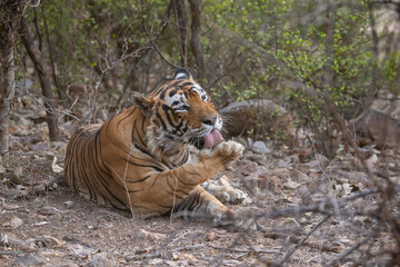 Tiger in the nature habitat. Tiger male walking head on composition. Wildlife scene with danger animal. Hot summer in Rajasthan, India. Dry trees with beautiful indian tiger, Panthera tigris